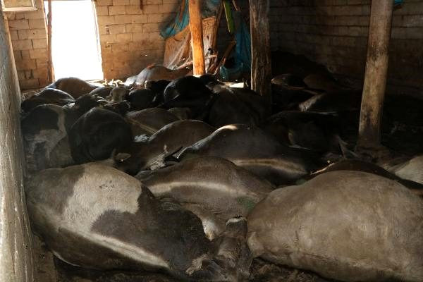 50 büyükbaş ile 10 küçükbaş hayvan havasızlıktan telef oldu