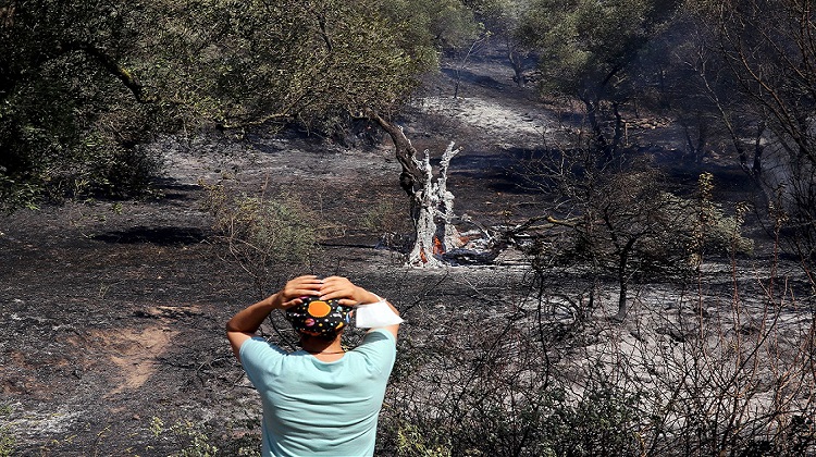 Aydın’da zeytinlik ve incirlik alanda yangın çıktı