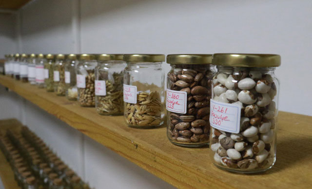 Karadeniz’in ilk tohum bankasında 378 çeşit atalık tohum kaydedildi