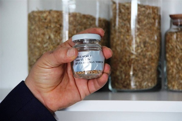 Özel küpte bulundu, tam 7 bin yıllık