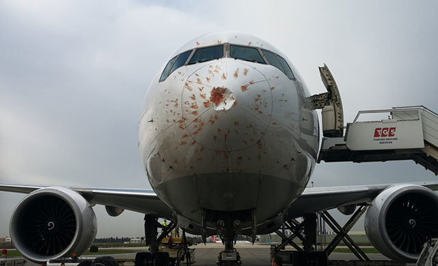 Kuş sürüsüne giren THY kargo uçağı acil iniş yaptı