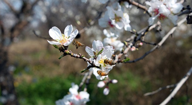 İlk cemre cumartesi günü havaya düşecek
