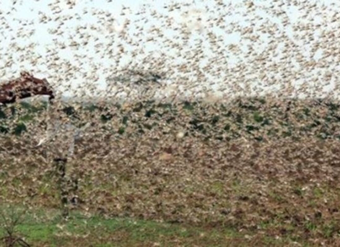 Bir ülke çekirgeler yüzünden OHAL ilan etti