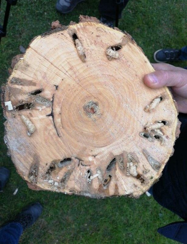 İstanbul’da teke böceği tehlikesi: İki ayda 180 ağaç kesildi