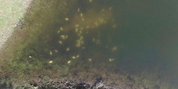 Alibeyköy Barajı’nda tedirgin eden olay!