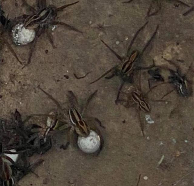 Avustralya’da 100 yılın felaketi! 10 dakikada ölüm