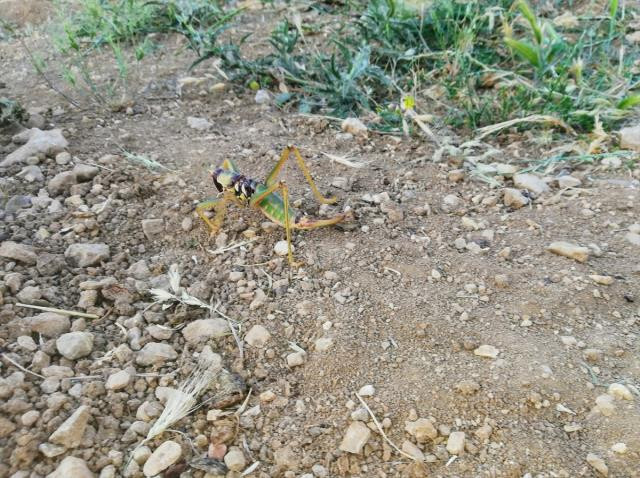 Geceleri avlanıyor, yerleşim yerlerine doğru ilerlemeye başladı