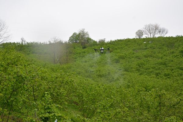 Ordu’da fındık bahçeleri ZİHA ile ilaçlanmaya başlandı