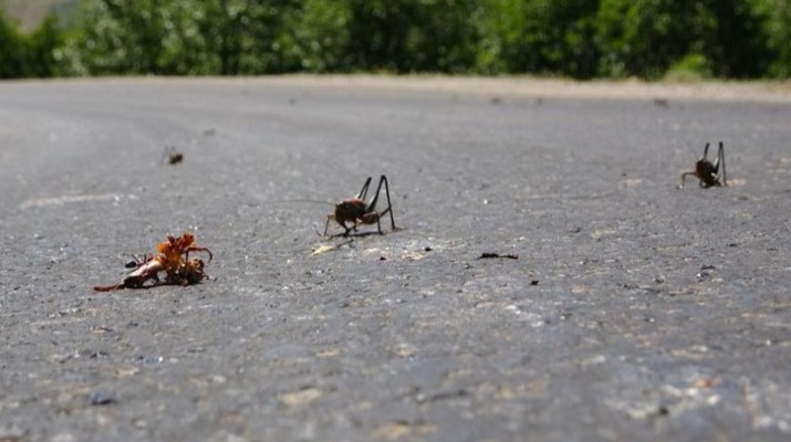 Çiftçiler endişeli! Çekirgeler o ilimize ilerliyor