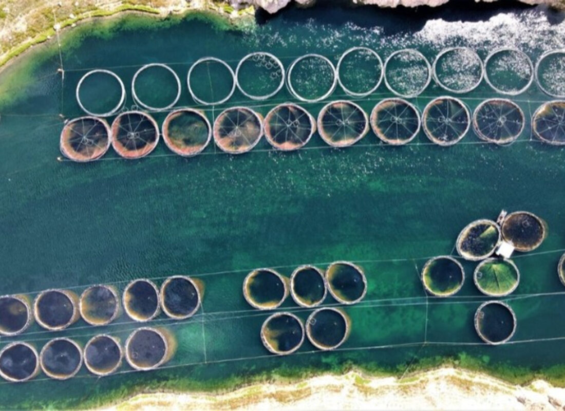 Denizi olmayan kentten Türk somonu