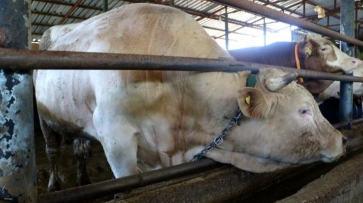 Tonluk kurbanlıklar ikinci el otomobil fiyatına satışta