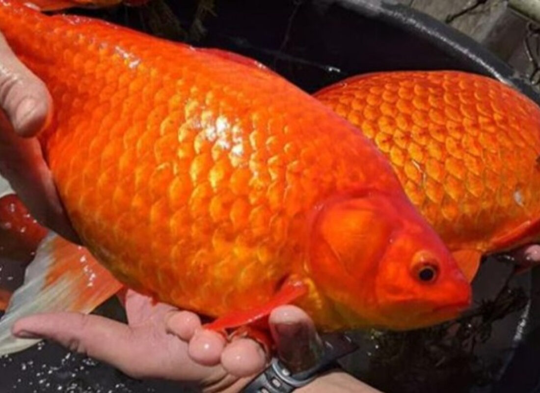 Ülke diken üstünde! Suya bırakılan balıklar dev gibi büyüyüp her yeri istila etti