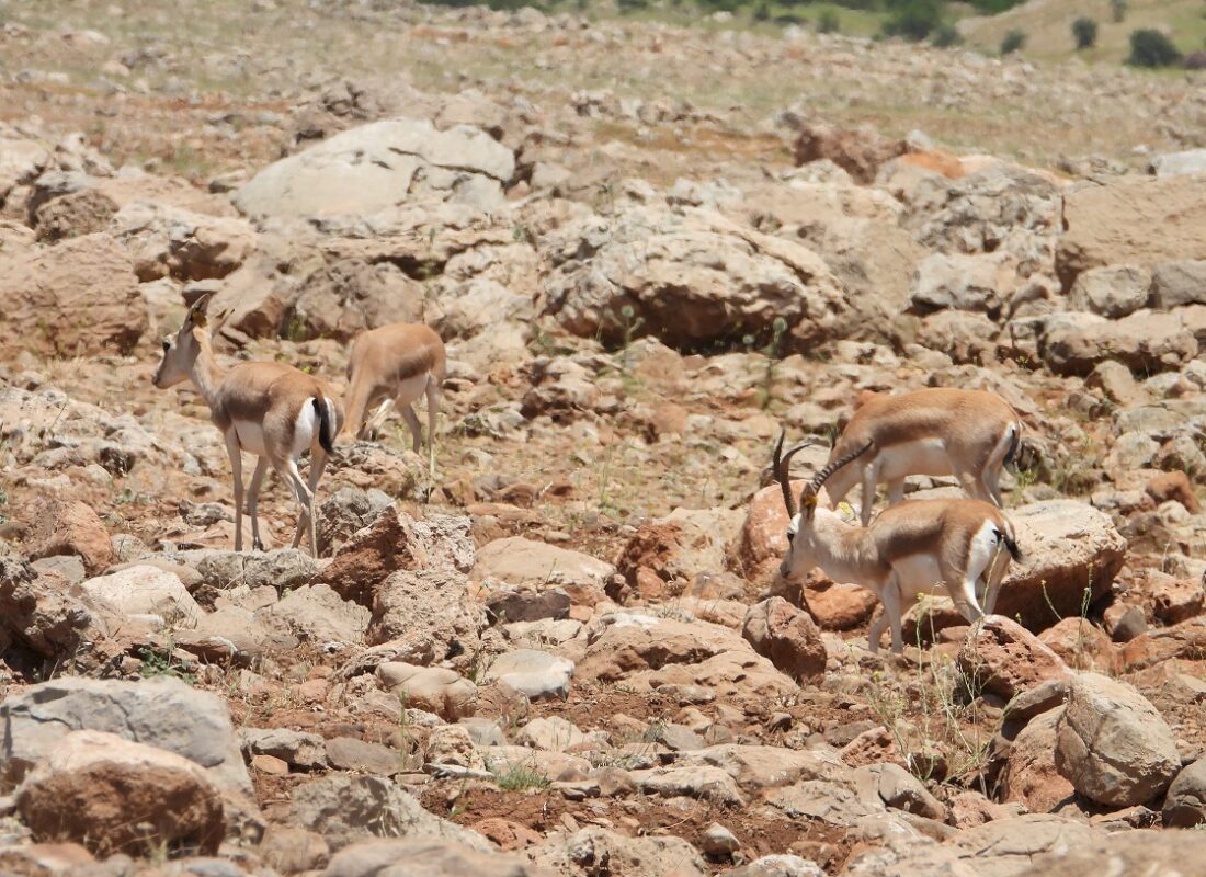 Terörden arındırılan Cudi Dağı’nın etekleri ceylanların yuvası oldu