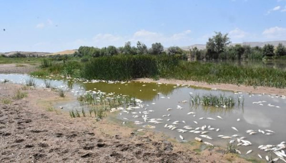 Kızılırmak’taki balık ölümlerinin nedeni belli oldu