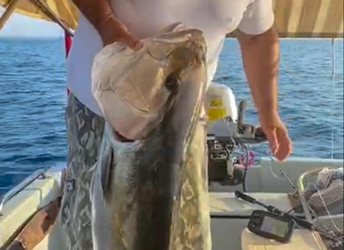 Tam 30 kilo! Amatör balıkçının ağına takıldı