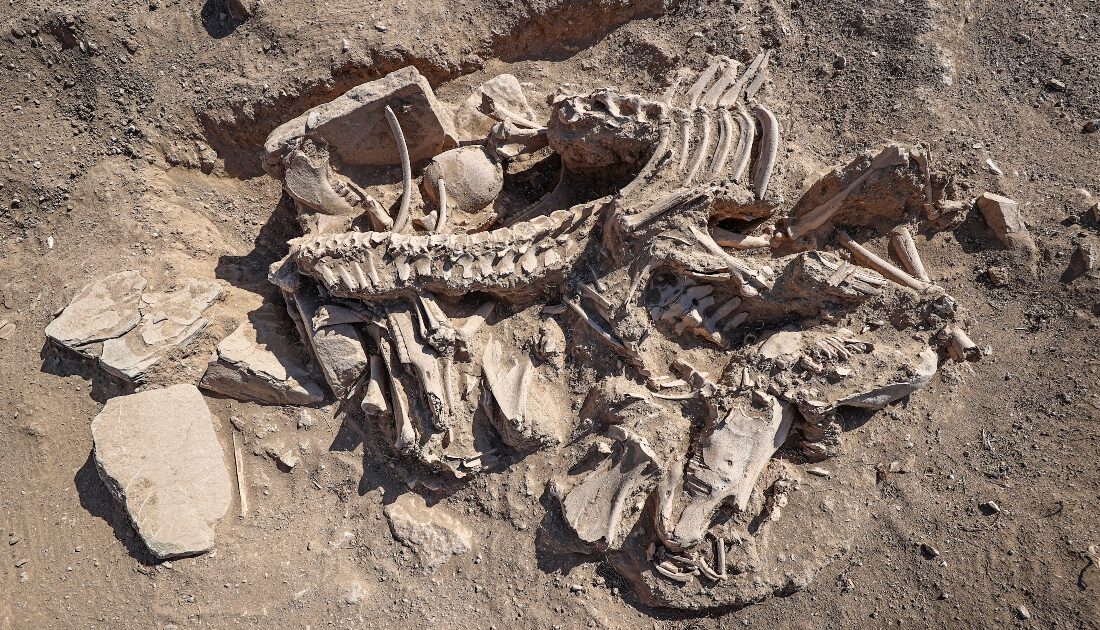 Van’da Köpeği, 4 atı, sığır ve koyunuyla gömülen Urartulunun mezarı arkeologları heyecanlandırdı