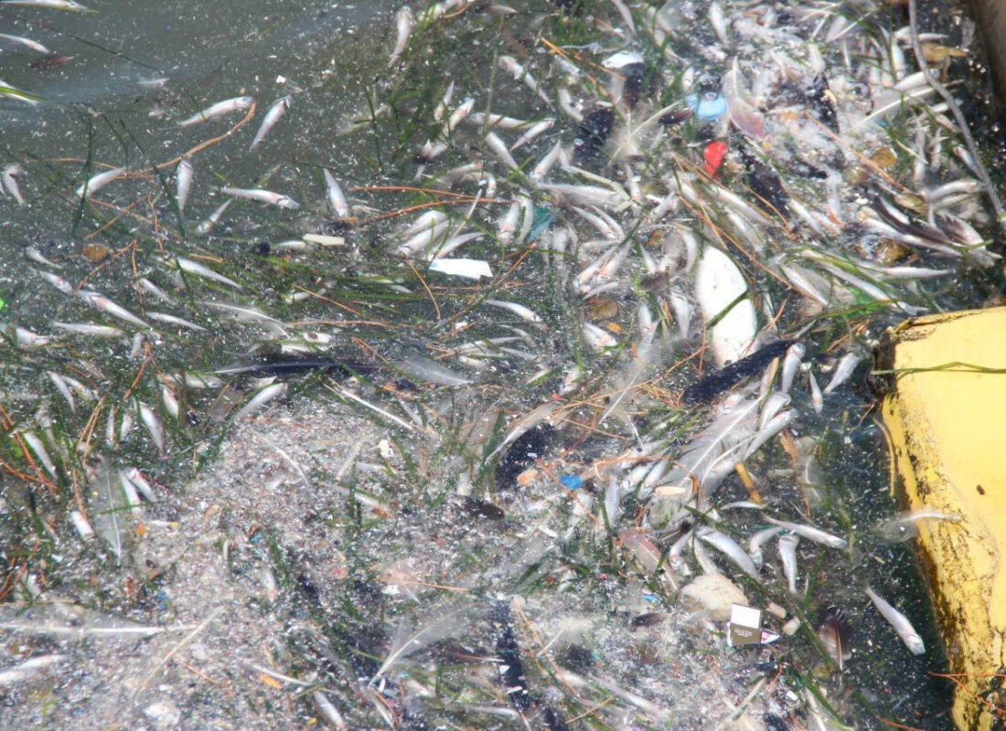 İzmir’de korkutan görüntü! Ölüm nedenleri araştırılacak