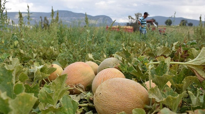 Bilecik’te kavun üreticisi talebe yetişmekte zorlanıyor