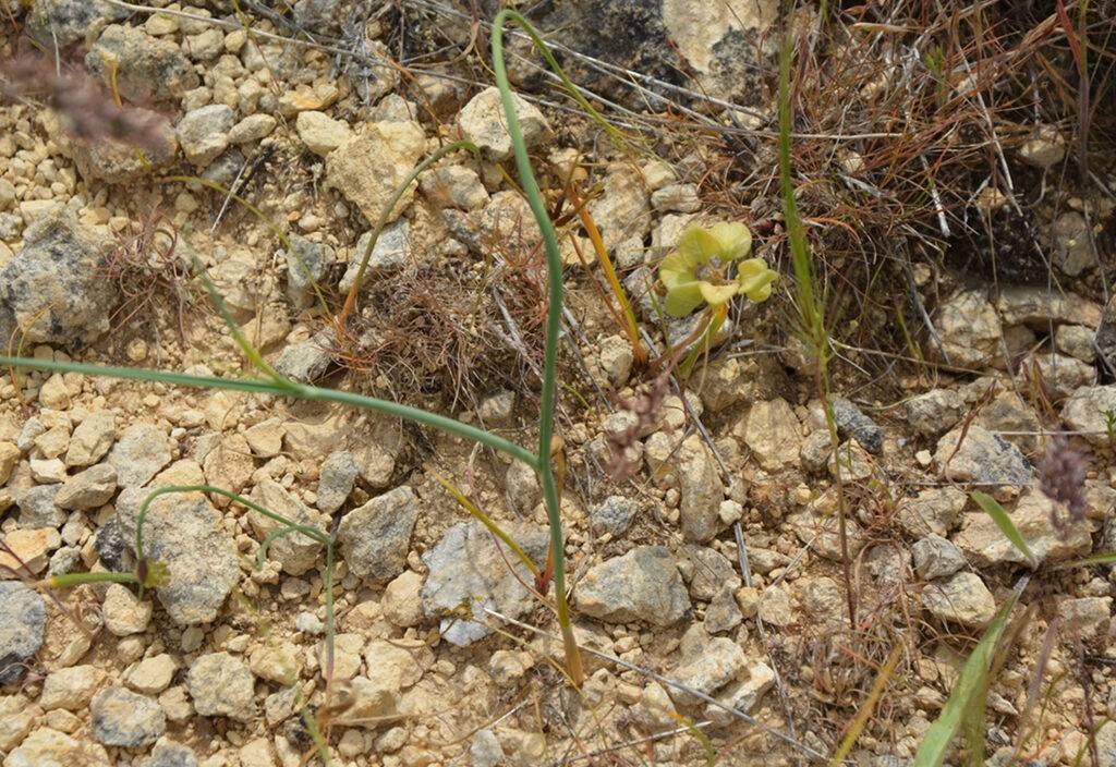 Bilim insanları peşine düştü! Mardin’de bulundu