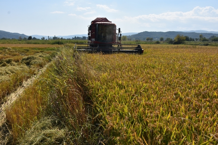 Sinop’ta yılın ilk çeltik hasadı yapıldı