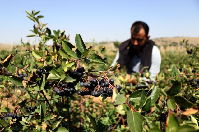 Kanser hastası eşi için yetiştirmeye başladığı meyveden bu yıl milyonları kazanacak