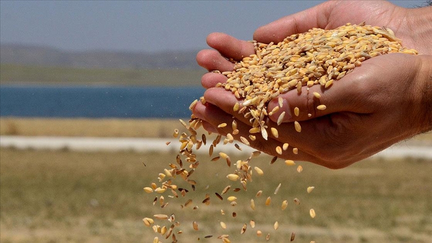 TMO tarafından 900 bin ton hububat satışa açıldı, öncelik üretici ve yetiştiricilerimizin