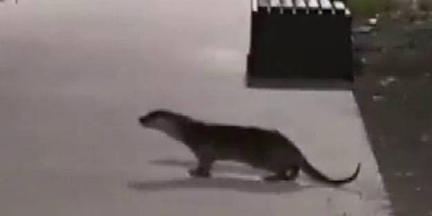 Kadıköy’de Su Samuru görüldü