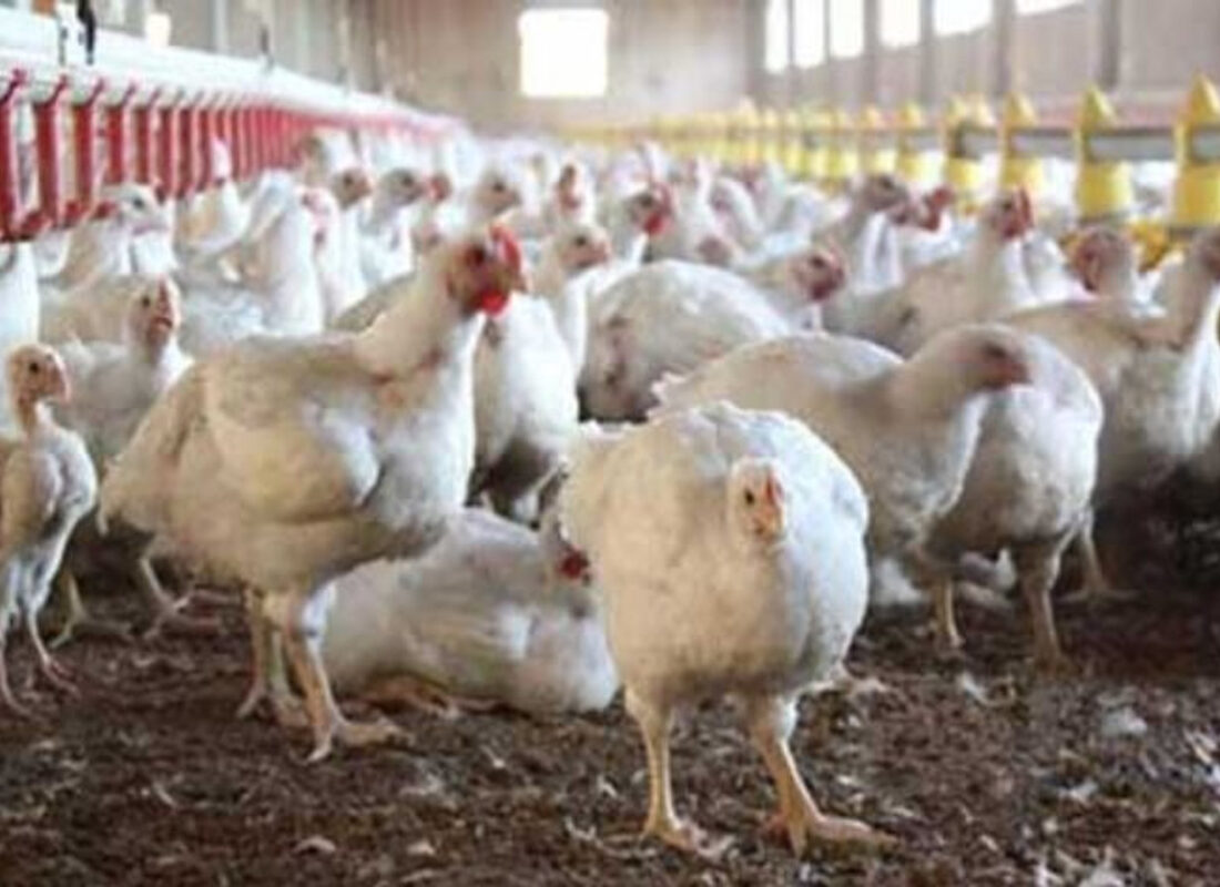 Bakanlık erkenden harekete geçti: Kuş gribi yeniden kapıya dayandı!