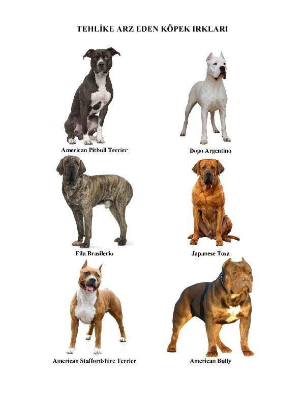 Bakanlıktan ‘tehlike arz eden köpek ırkları’ genelgesi! Aykırı hareket edene 11 bin TL ceza