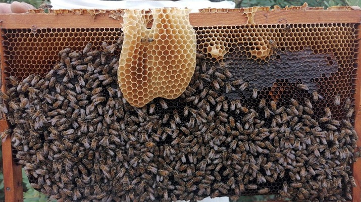 Toroslar’ın balı Avrupa yolunda: 1 milyon euroluk ihracat yapılacak