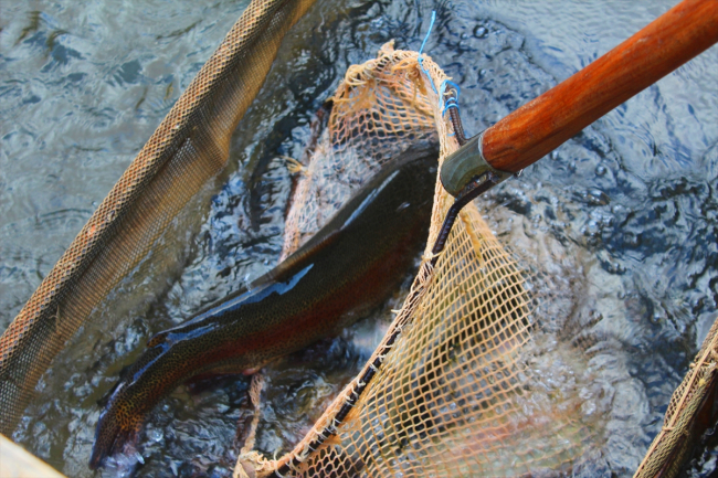 Doğu Karadeniz’in somon ihracatı 81,5 milyon doları aştı