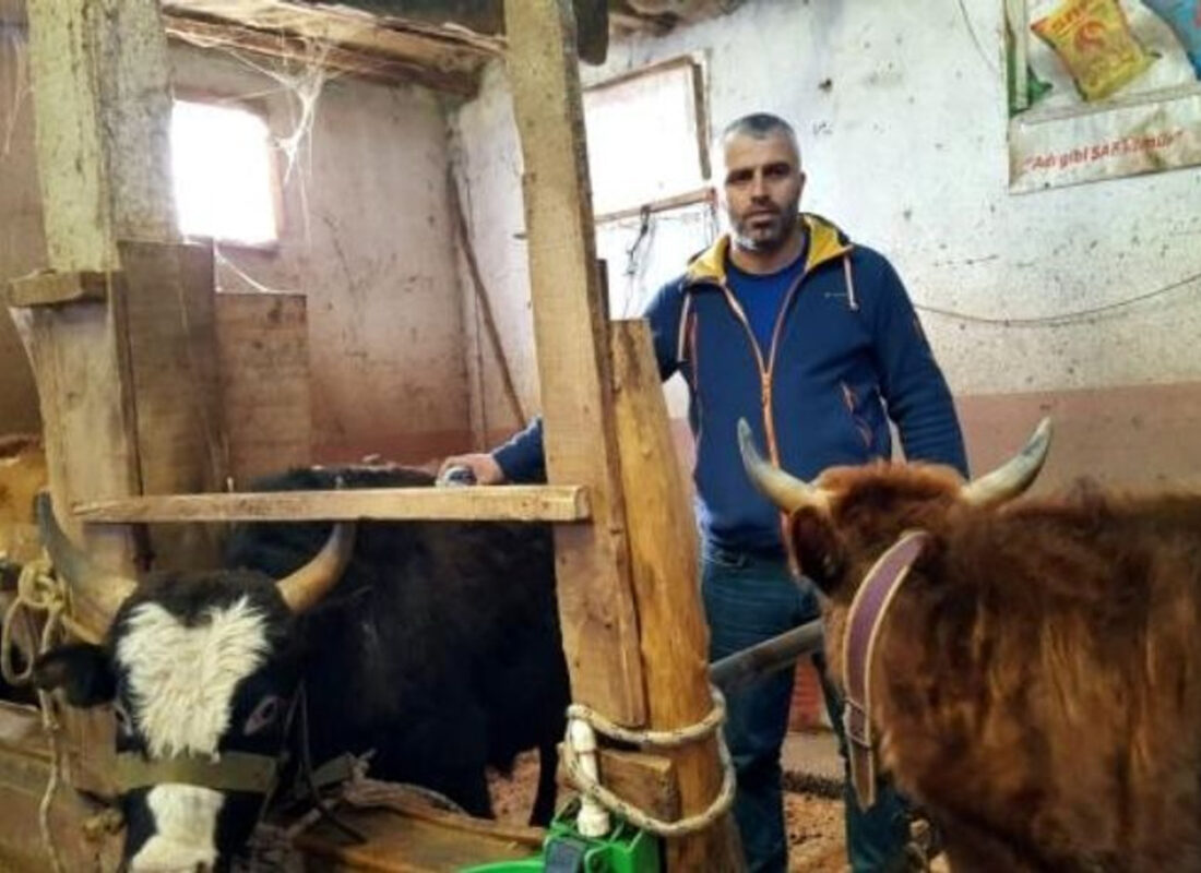 Muhtardan müthiş proje! Köye dönene inek desteği!