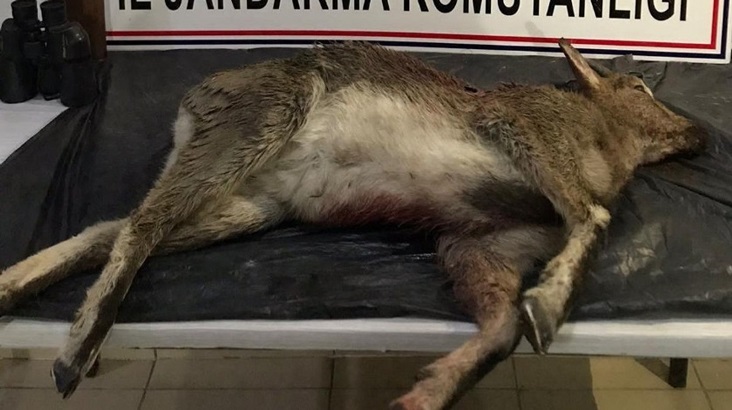 Erzurum’da yasak keçi avına 60 bin lira ceza