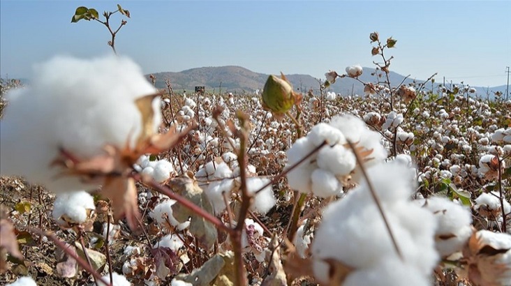 2021’in son haftasında en çok değer kazanan ürün pamuk oldu