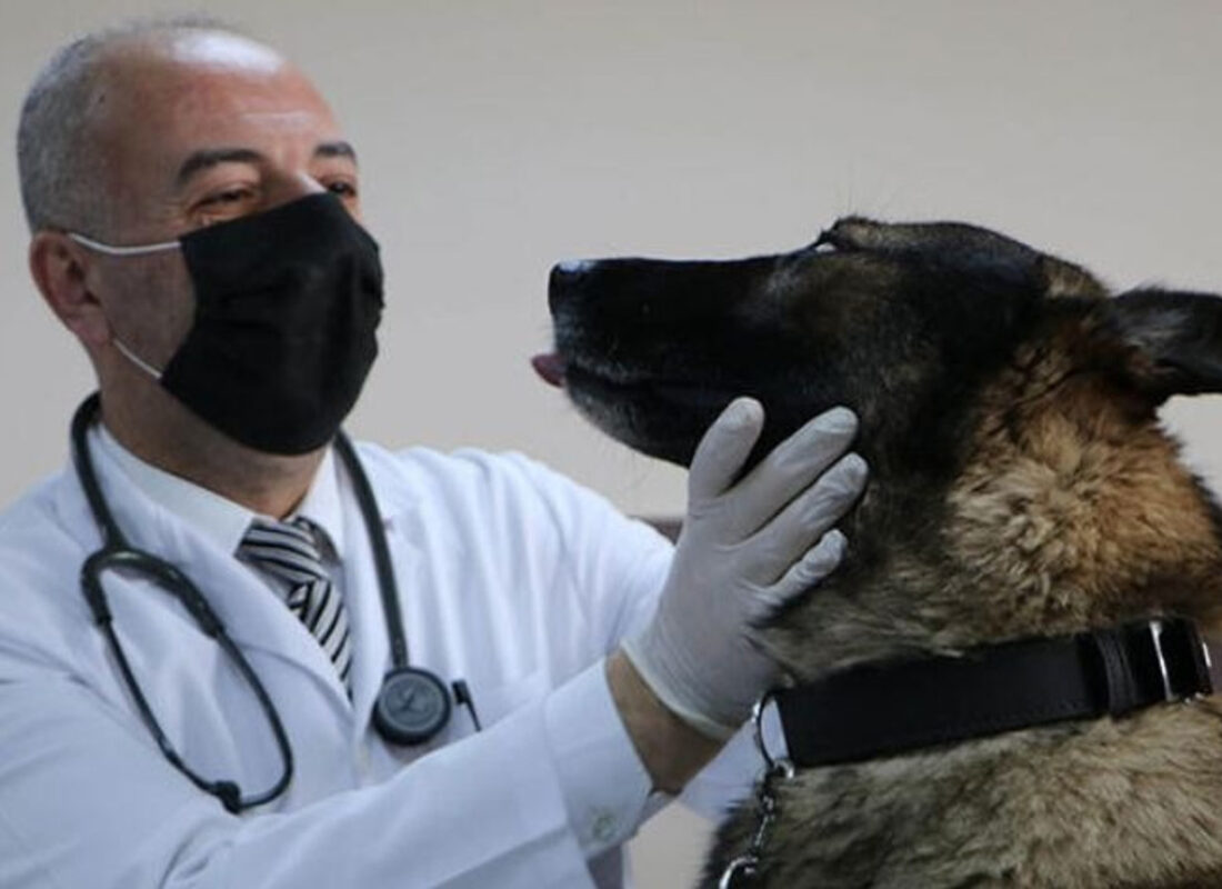 Prof. Dr. Aktaş: Köpek saldırdığında kaçmayın, göz teması kurmayın