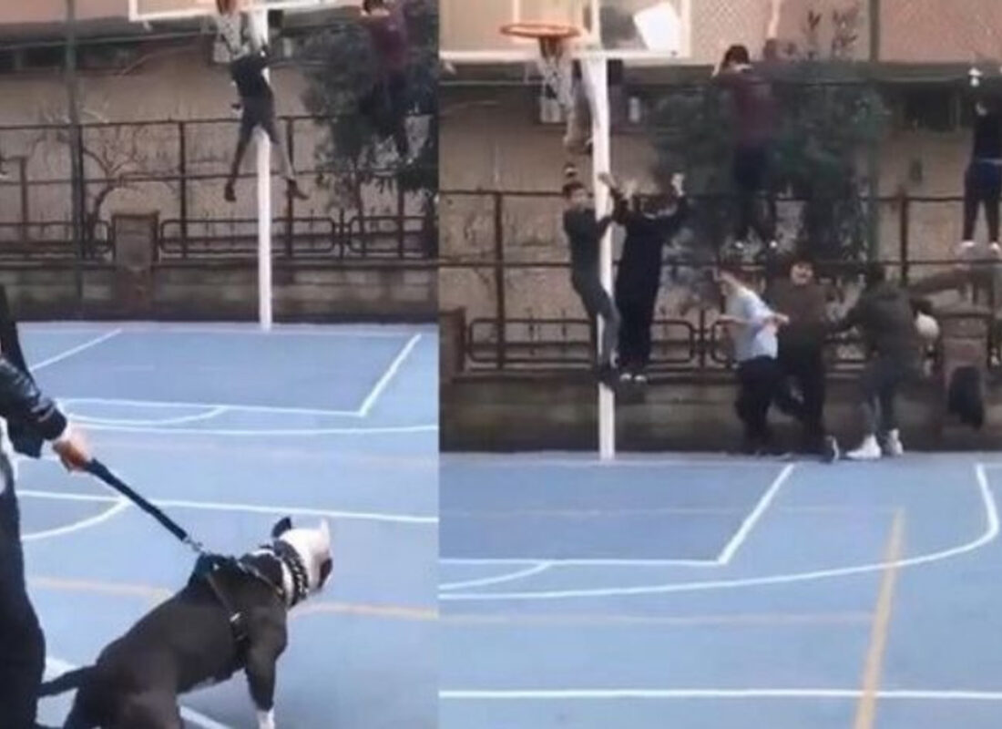 Pitbull’la şaka basketbol sahasındaki çocuklara dehşeti yaşattı