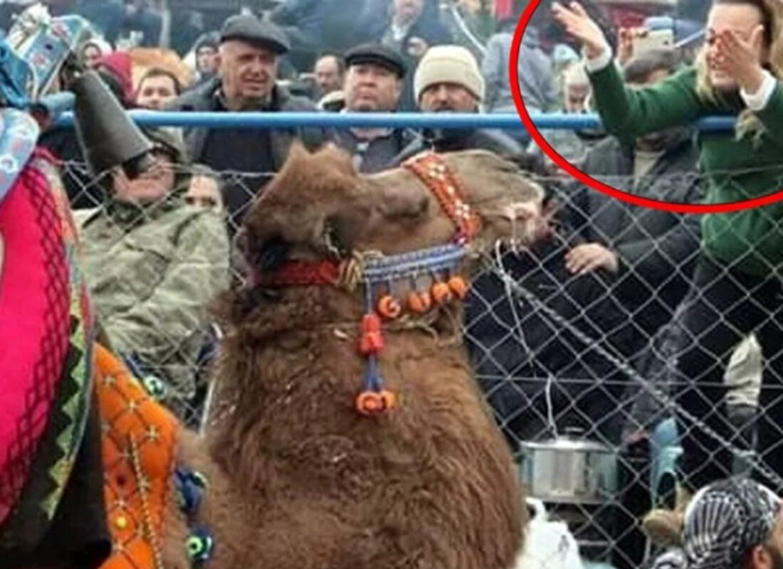 80 milyonluk vurgunda flaş gelişme! ‘Süperstar’ Alev’in develerine el koyuldu…