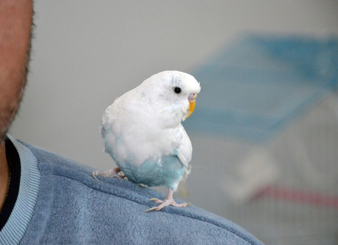 Kuş muhabbet etmiyor tekbir getiriyor