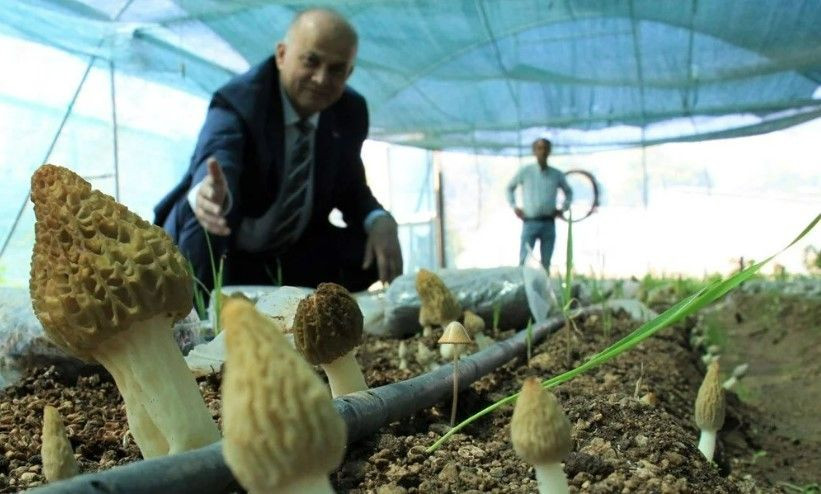 Kuzugöbeği mantarı, Türkiye’de ilk kez üretildi: Tazesinin kilosu 400 TL, kurusu 3000 TL