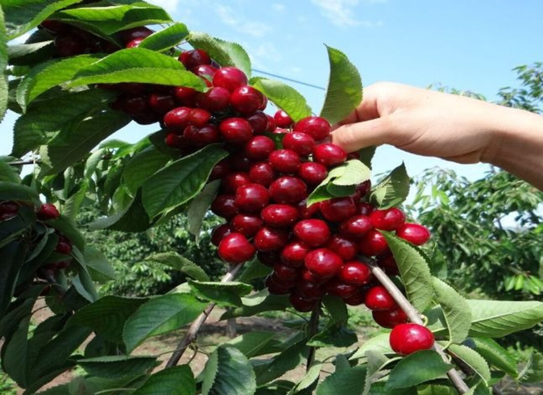 Bilecik’te üretiliyor! 5 ülke peşine düştü