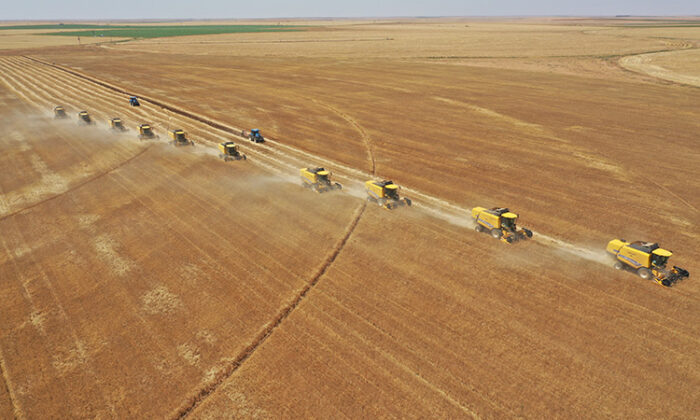 Ceylanpınar Tarım İşletmesi’nde buğdayda 200 bin ton rekolte bekleniyor