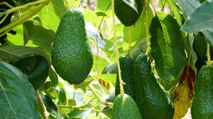 Rusya Türkiye’den satın almaya başladı!