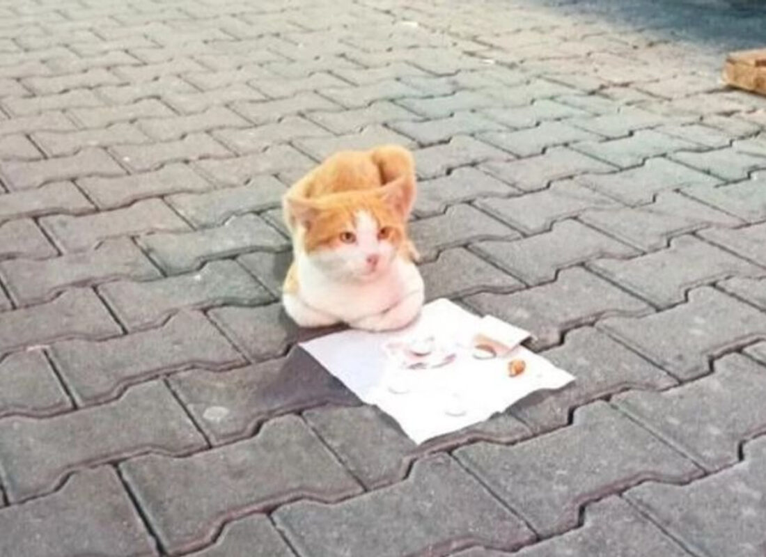 Kendi mama parasını dilenerek kazanan kedi