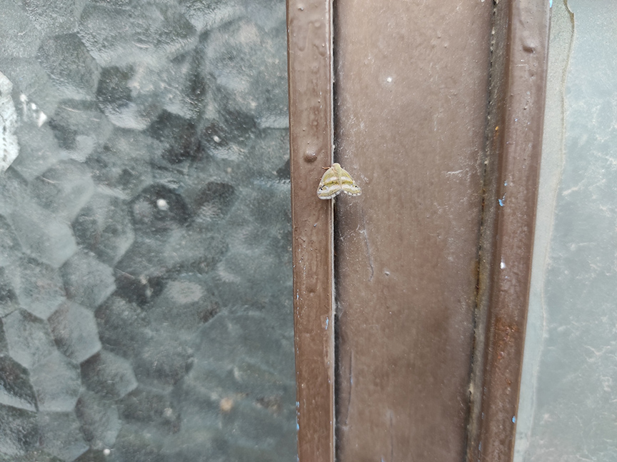 İstanbul’da da görülen ‘vampir kelebek’ vatandaşları rahatsız ediyor