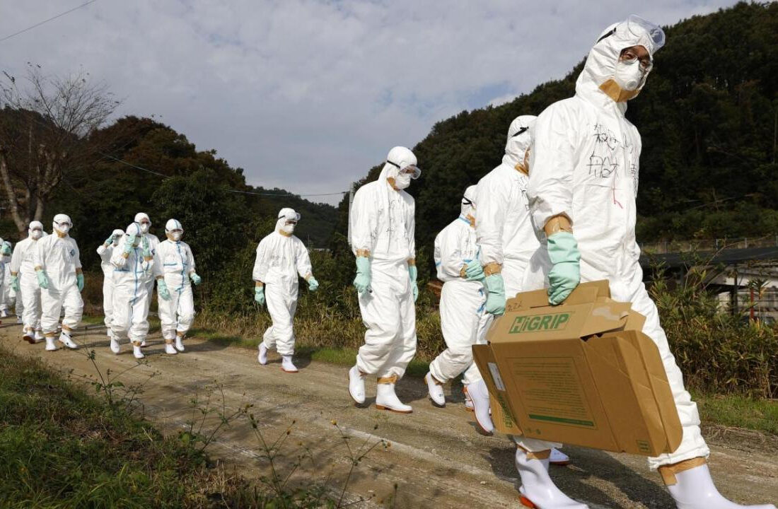 Japonya’da kuş gribinden dolayı öldürülen tavukları gömecek yer kalmadı