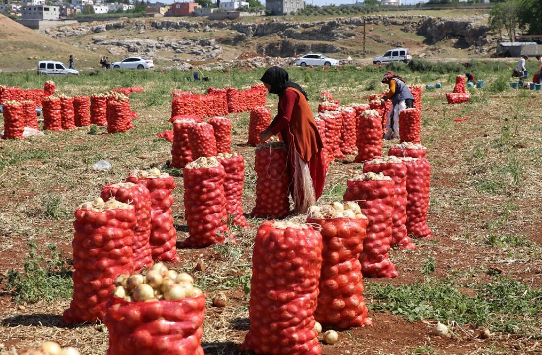 Adana ve Hatay’da turfanda soğan hasadı başladı… “İhtiyaç fazlasıyla karşılanacak”