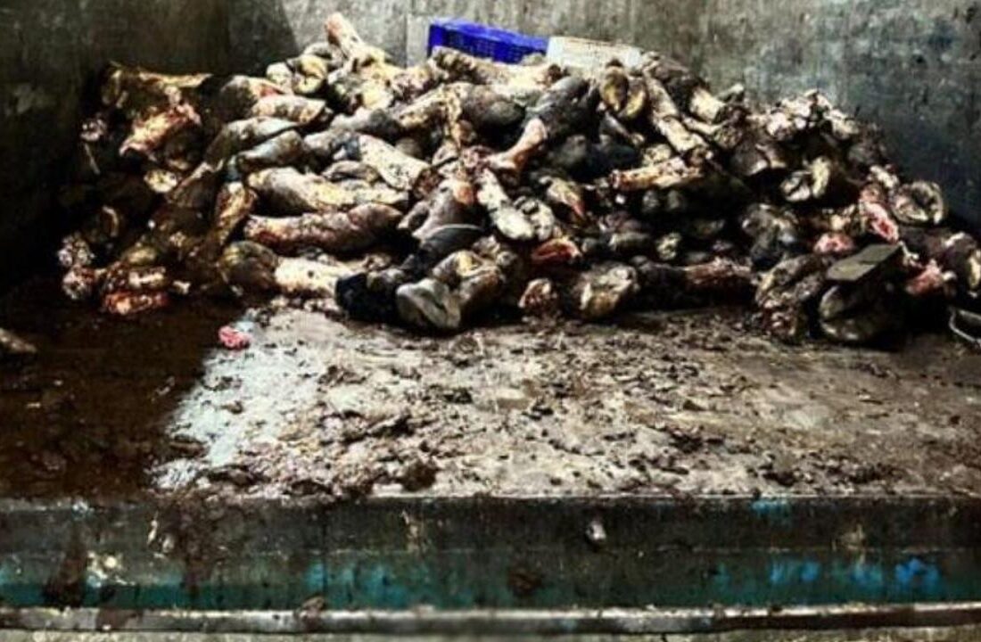 İstanbul’daki et halinde mide bulandıran görüntüler! Hijyen kuralları hiçe sayıldı