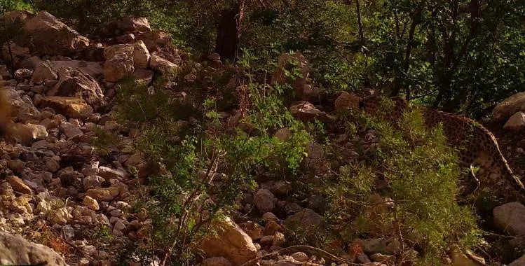 Nesli tükenmiş sanılıyordu! 18 ilde aranıyor… Öldürene 1 milyon TL ceza