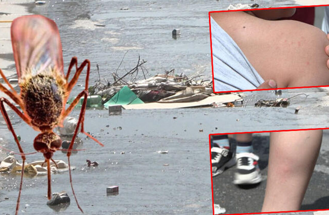 İstanbul’da sivrisinek tedirginliği…