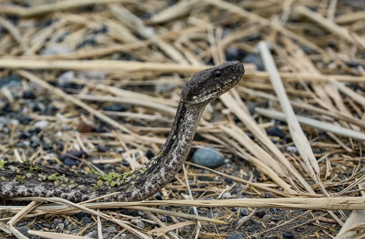 En tehlikeli yılan türü! Türkiye’de görüntülendi